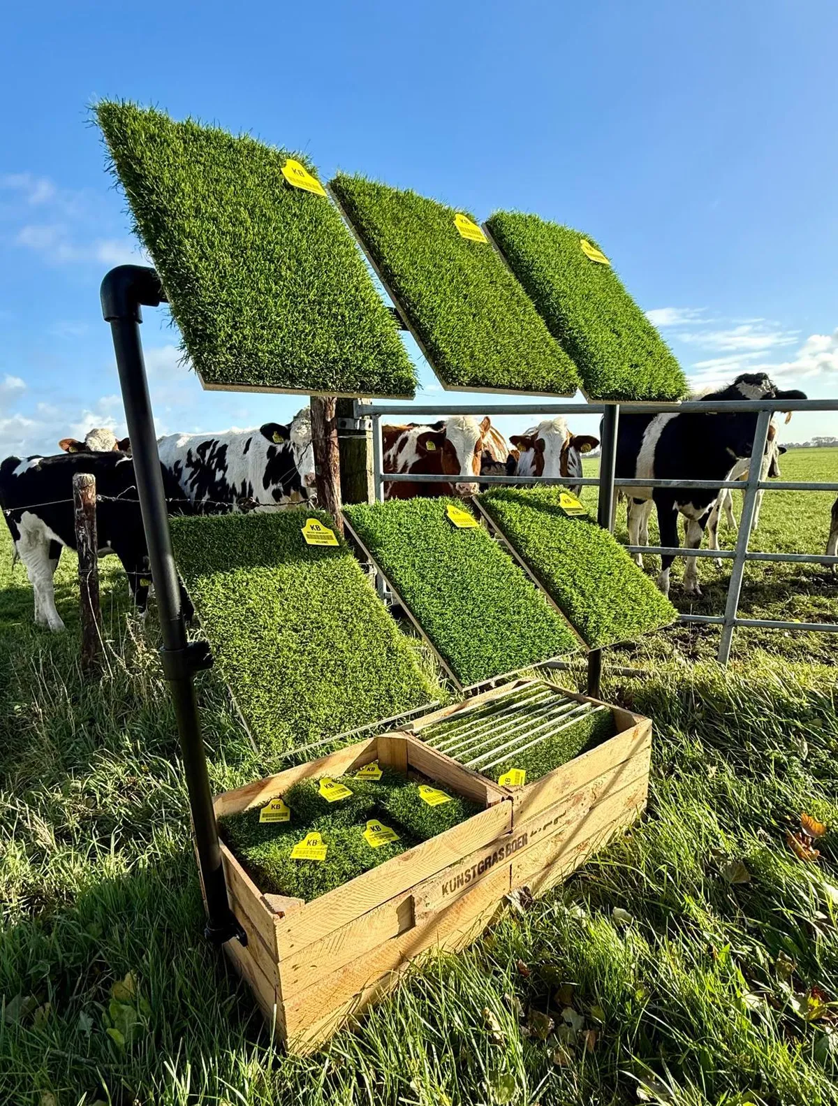 Het Kunstgrasboer-display met grasstalen en gele KB-oormerken in het weiland, met koeien achter het hek