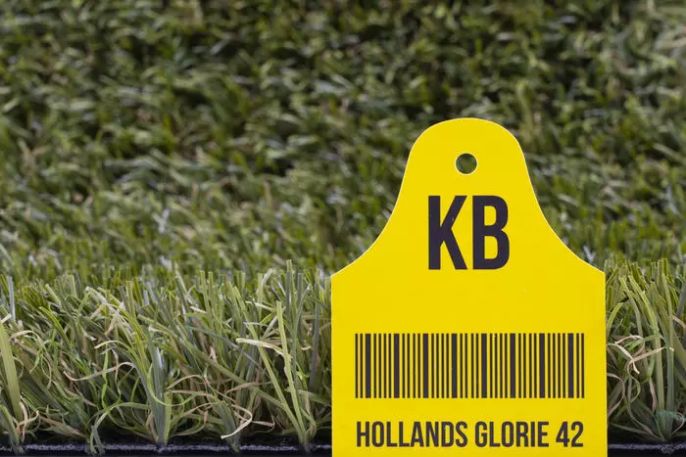 Hollands Glorie, hoofdbeeld